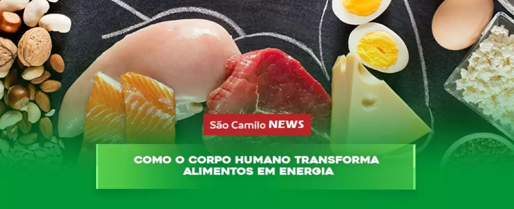 Foto da notícia Como o corpo humano transforma alimentos em energia?