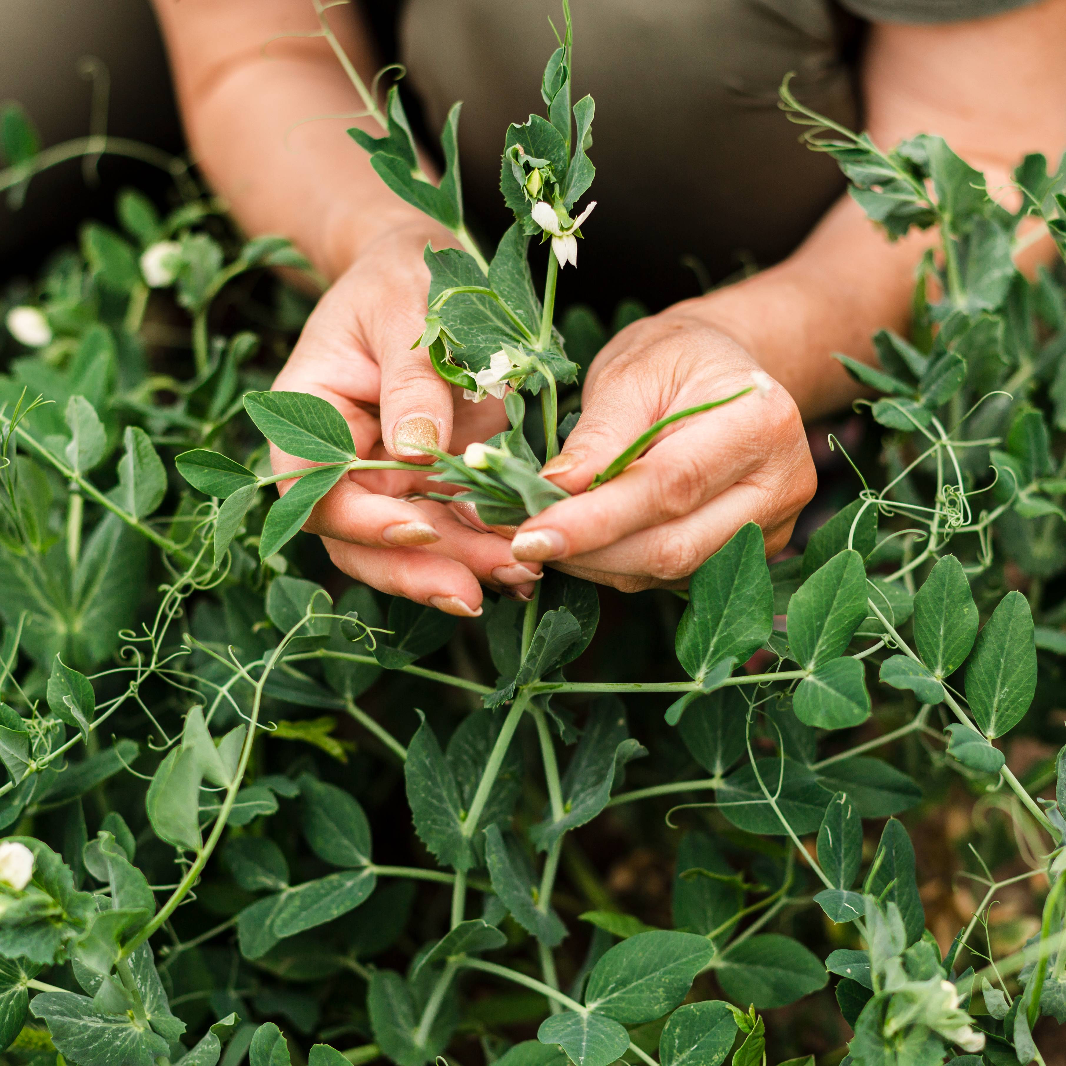 Profissional de saúde segurando planta medicinal em ambiente natural