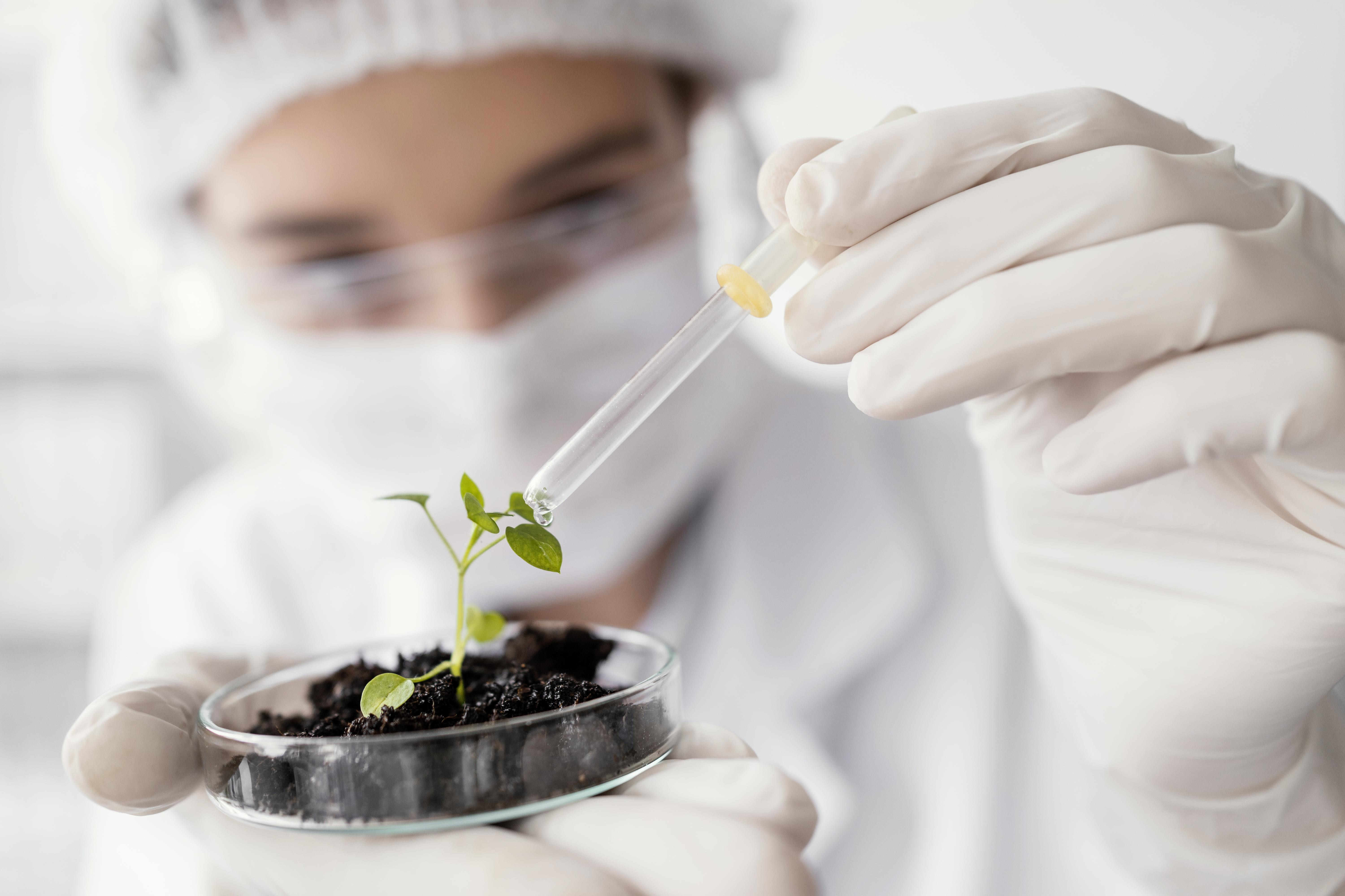 Pesquisa em plantas para desenvolvimento de proteínas alternativas
