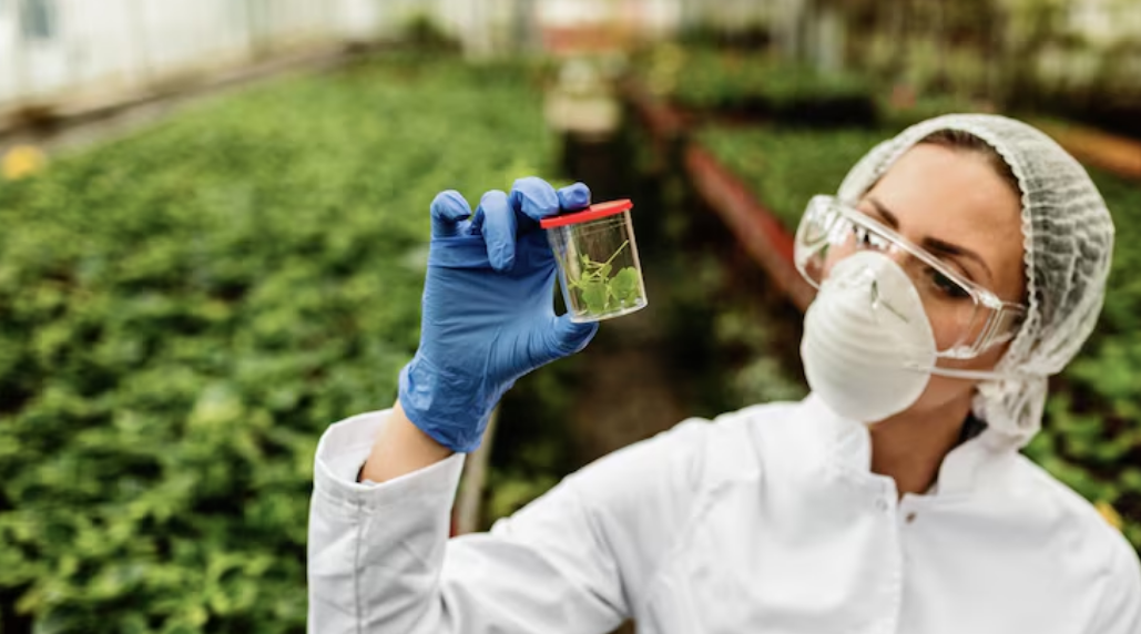 Profissional realizando inspeção de amostras vegetais em laboratório de biotecnologia agrícola