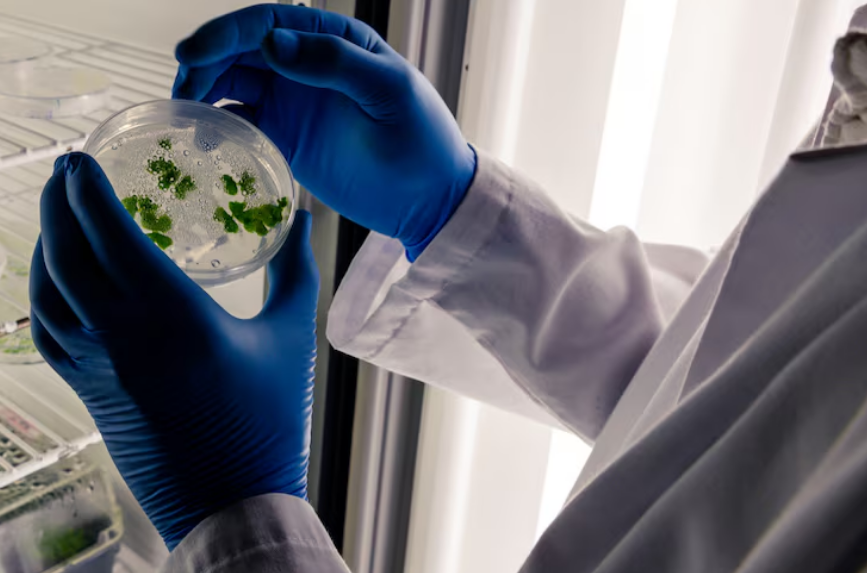 Pesquisadora em laboratório analisando amostras de ecossistemas e microrganismos